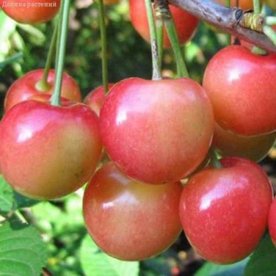 Черешня ЮЛИЯ в Курске