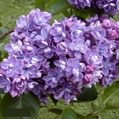 Сирень АМИ ШОТТ в Курске