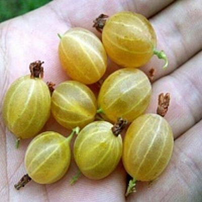 Крыжовник ЯРОВОЙ в Курске