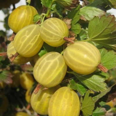 Крыжовник ЯРОВОЙ в Курске
