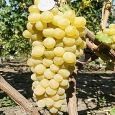 Виноград КИШМИШ ЗОЛОТЦЕ в Курске