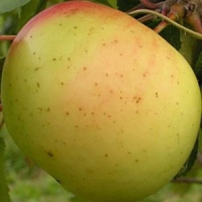 Яблоня БАНАНОВОЕ в Курске