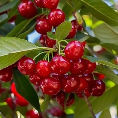 Вишня ГИРЛЯНДА в Курске