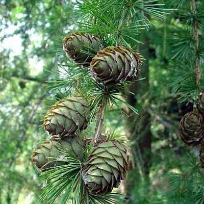 Лиственница европейская в Курске