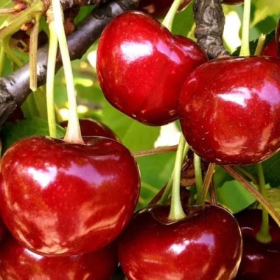Черешня МИНЧАНКА в Курске
