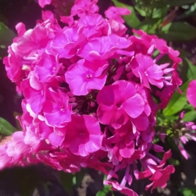 Флокс БАМБИНИ ДИЗАЙР метельчатый в Курске