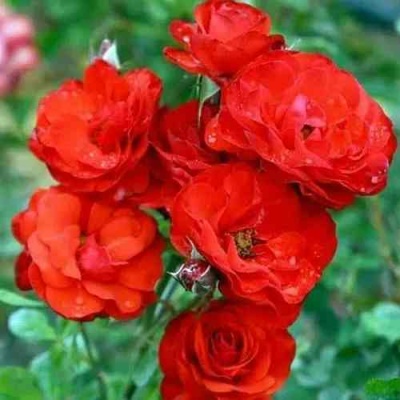 Роза ФАЙЕР КИНГ спрей  в Курске