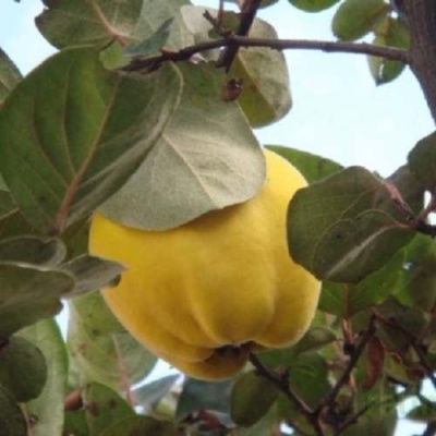 Айва АКАДЕМИЧЕСКАЯ в Курске
