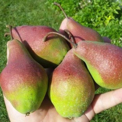 Груша ЯКОВЛЕВСКАЯ в Курске