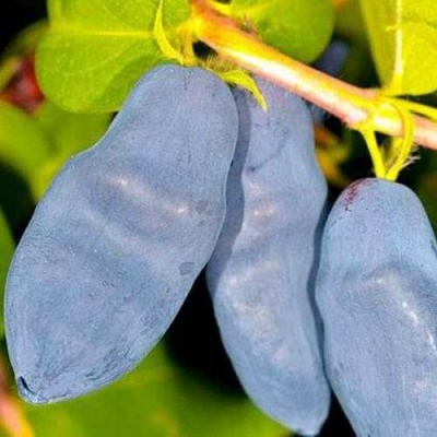 Жимолость съедобная ДЛИННОПЛОДНАЯ в Курске
