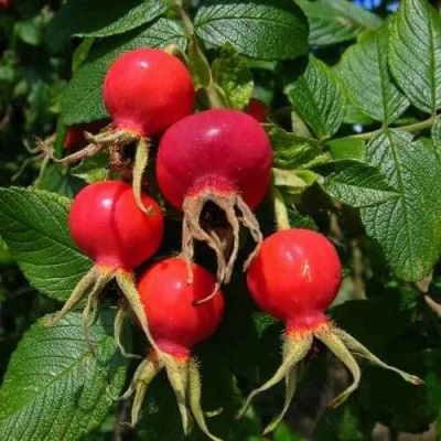 Шиповник ВИТАМИННЫЙ ВНИВИ в Курске