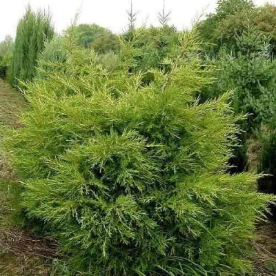 Можжевельник КУРИВАО ГОЛД китайский в Курске
