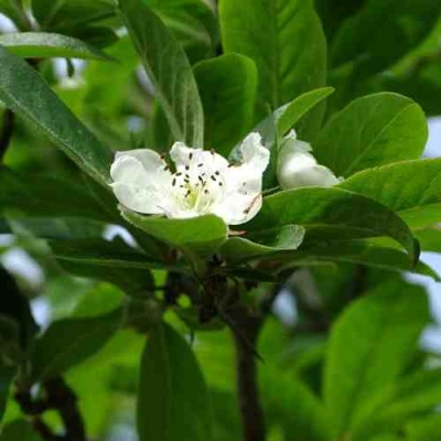МУШМУЛА  в Курске