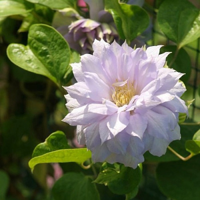 Клематис БЕЛЬ ОФ ВОРКИНГ в Курске