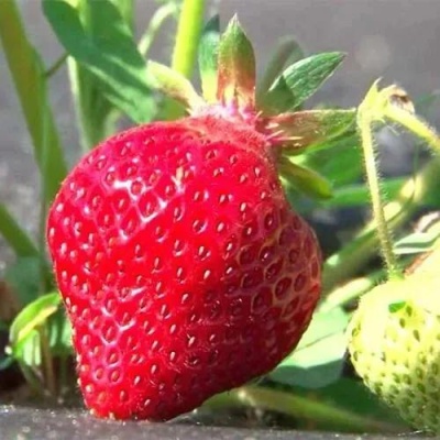 Клубника ХОНЕЙ в Курске