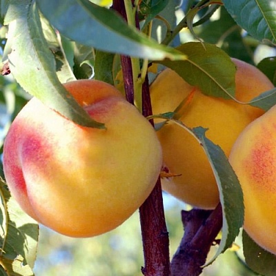 Колонновидные персики в Курске