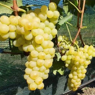 Виноград КИШМИШ ЗОЛОТЦЕ в Курске
