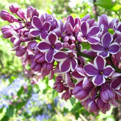 Сирень СЕНСАЦИЯ в Курске