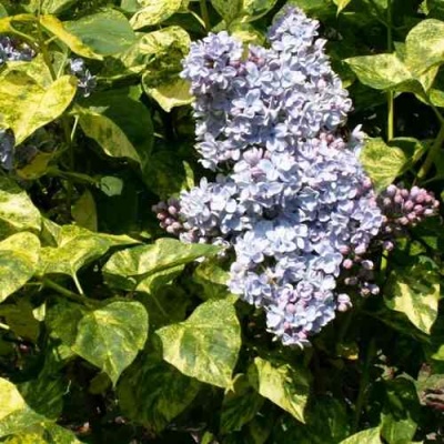 Сирень АУКУБАФОЛИЯ в Курске