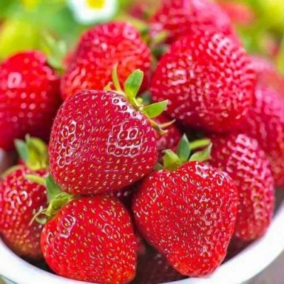 Клубника СИЛЬВИЯ в Курске