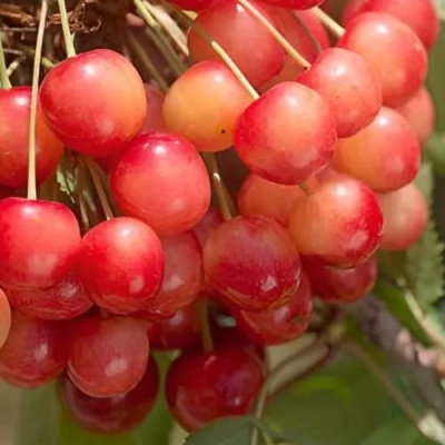 Черешня ЮЛИЯ в Курске
