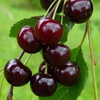 Вишня ЛАСУХА в Курске