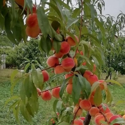 Персик ВУЛКАН в Курске