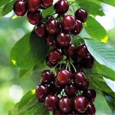 Черешня УДИВИТЕЛЬНАЯ в Курске