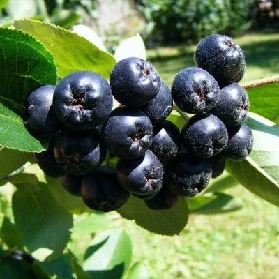 Рябина НЕРО черноплодная в Курске