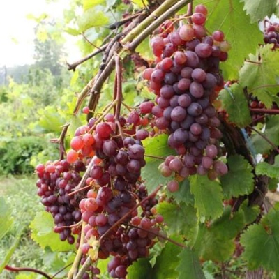 Виноград КИШМИШ ЗАПОРОЖСКИЙ в Курске