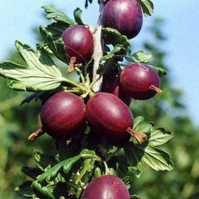 Крыжовник СЛИВОВЫЙ в Курске