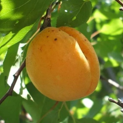 Абрикос ОРЛОВЧАНИН в Курске