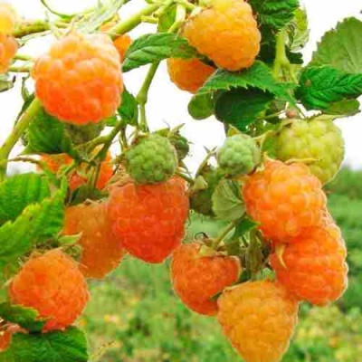 Малина ЗОЛОТЫЕ КУПОЛА в Курске