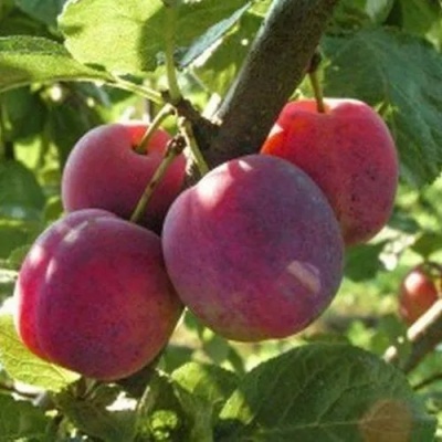 Слива ЭДИНБУРГСКАЯ в Курске