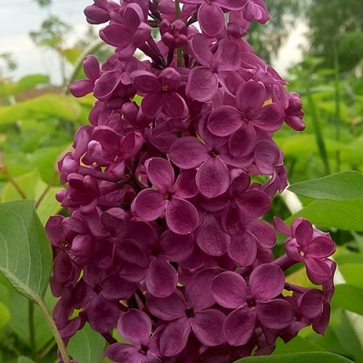 Сирень ИНДИЯ в Курске