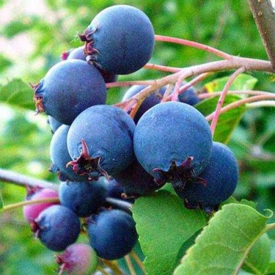 Ирга ПЕМБИНА в Курске