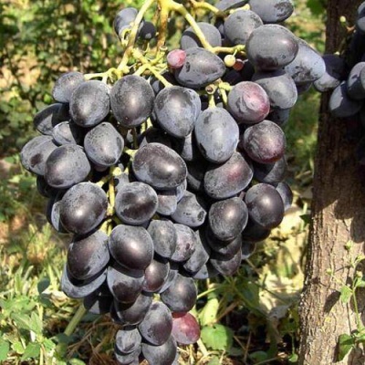 Виноград НАДЕЖДА АЗОС в Курске