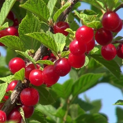 Вишня ЦАРЕВНА войлочная в Курске