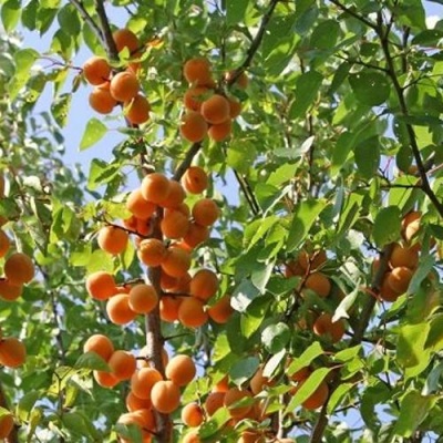 Абрикос ОРЛОВЧАНИН в Курске