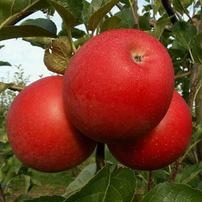 Яблоня БОГЕМИЯ в Курске