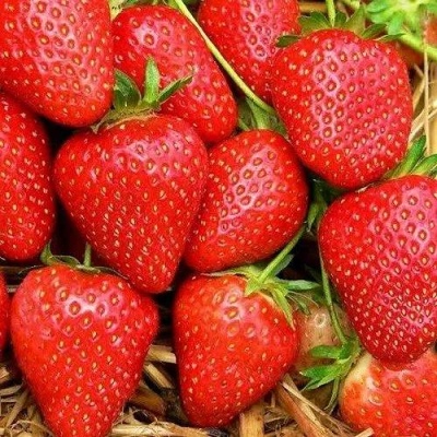 Клубника КВИКИ в Курске