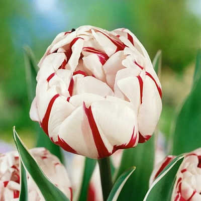 Тюльпан КАРНАВАЛ ДЕ НИС махровый поздний в Курске