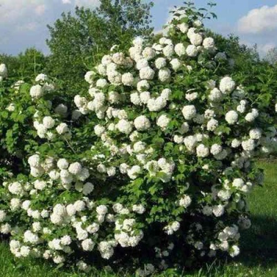 Калина БУЛЬДЕНЕЖ в Курске