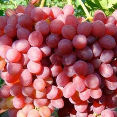 Виноград КИШМИШ КРАСНЫЙ в Курске
