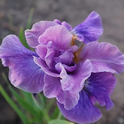Ирис ХЭВИНГ ФАН сибирский в Курске