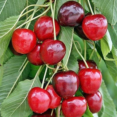 Черешня ТЕХЛОВАН в Курске