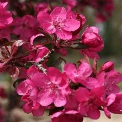 Яблоня РЕД КЕТТИ в Курске