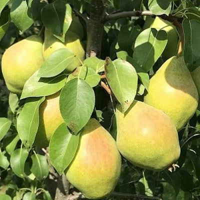 Груша СЕНТЯБРИНА (ДОБРЯНКА) в Курске