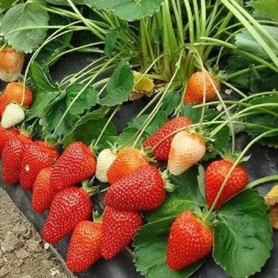 Клубника РОКСАНА в Курске