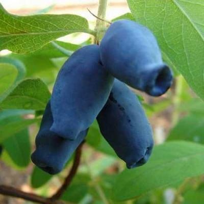 Жимолость съедобная АМФОРА в Курске